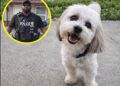 A Neighbor Called Police to Help Teddy Get Home. The Blind, Deaf Dog Never Made It Back.