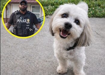 A Neighbor Called Police to Help Teddy Get Home. The Blind, Deaf Dog Never Made It Back. 27 A Neighbor Called Police to Help Teddy Get Home. The Blind, Deaf Dog Never Made It Back.