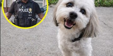 A Neighbor Called Police to Help Teddy Get Home. The Blind, Deaf Dog Never Made It Back.