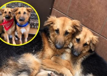Adonis and Apollo Held Onto Each Other After Being Surrendered to a Shelter. Then a Family Made Room for Both.