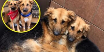Adonis and Apollo Held Onto Each Other After Being Surrendered to a Shelter. Then a Family Made Room for Both.