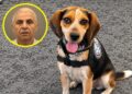 A Traveler Kicked Freddie the Beagle for Detecting Prohibited Food. Two Weeks Later, He Was Back at Work.