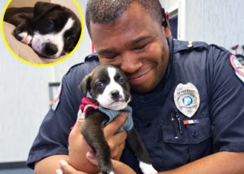 A Police Officer Went to an Animal Shelter for a Routine Call. Then an Abandoned Puppy Reached for Him.