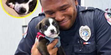 A Police Officer Went to an Animal Shelter for a Routine Call. Then an Abandoned Puppy Reached for Him.