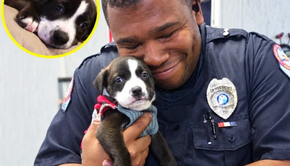A Police Officer Went to an Animal Shelter for a Routine Call. Then an Abandoned Puppy Reached for Him.