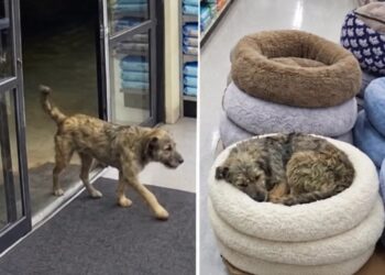 A Pet Store Owner Was Closing for the Night When He Found a Familiar Street Dog Fast Asleep in a Bed for Sale