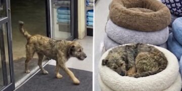 A Pet Store Owner Was Closing for the Night When He Found a Familiar Street Dog Fast Asleep in a Bed for Sale