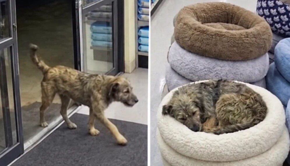 A Pet Store Owner Was Closing for the Night When He Found a Familiar Street Dog Fast Asleep in a Bed for Sale