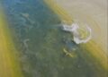 Wild Green Sea Turtles Are Living in a Concrete River Near Los Angeles. Their Unusual Home Has Surprised Researchers.