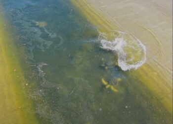Wild Green Sea Turtles Are Living in a Concrete River Near Los Angeles. Their Unusual Home Has Surprised Researchers.
