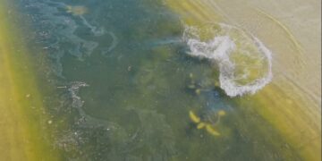 Wild Green Sea Turtles Are Living in a Concrete River Near Los Angeles. Their Unusual Home Has Surprised Researchers.