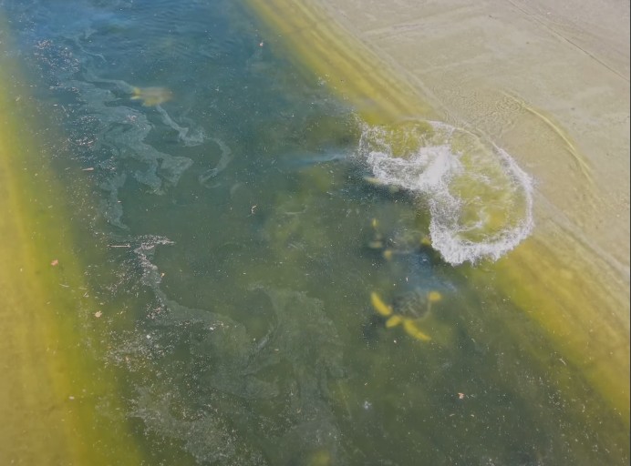 Wild Green Sea Turtles Are Living in a Concrete River Near Los Angeles. Their Unusual Home Has Surprised Researchers.