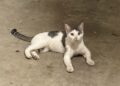 A Tiny Kitten Ran Crying Toward a Couple Walking Their Dog. They Had No Idea She Would Become Part of Their Family.