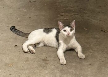 A Tiny Kitten Ran Crying Toward a Couple Walking Their Dog. They Had No Idea She Would Become Part of Their Family.