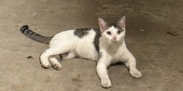 A Tiny Kitten Ran Crying Toward a Couple Walking Their Dog. They Had No Idea She Would Become Part of Their Family.
