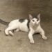 A Tiny Kitten Ran Crying Toward a Couple Walking Their Dog. They Had No Idea She Would Become Part of Their Family.