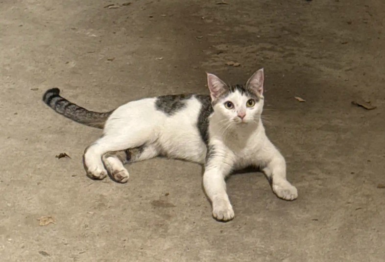 A Tiny Kitten Ran Crying Toward a Couple Walking Their Dog. They Had No Idea She Would Become Part of Their Family.