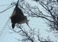 An Owl Was Trapped in Anti-Drone Netting Near Ukraine’s Front Lines. Two Veterinarians Risked Their Safety to Bring Her Home.