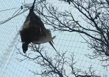 An Owl Was Trapped in Anti-Drone Netting Near Ukraine’s Front Lines. Two Veterinarians Risked Their Safety to Bring Her Home.