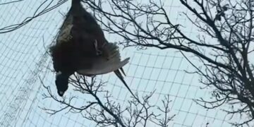 An Owl Was Trapped in Anti-Drone Netting Near Ukraine’s Front Lines. Two Veterinarians Risked Their Safety to Bring Her Home.