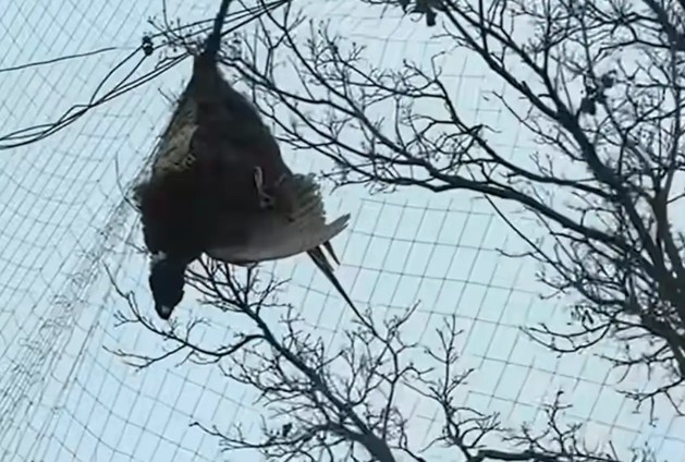 An Owl Was Trapped in Anti-Drone Netting Near Ukraine’s Front Lines. Two Veterinarians Risked Their Safety to Bring Her Home.