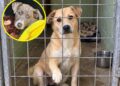 California Offers $5,000 Reward to Help Catch Animal Abusers — and Opens a New FBI Tip Line for Evidence