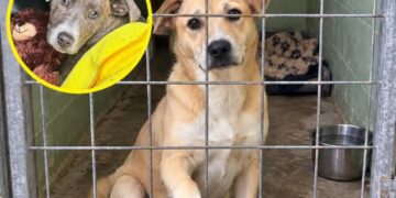 California Offers $5,000 Reward to Help Catch Animal Abusers — and Opens a New FBI Tip Line for Evidence