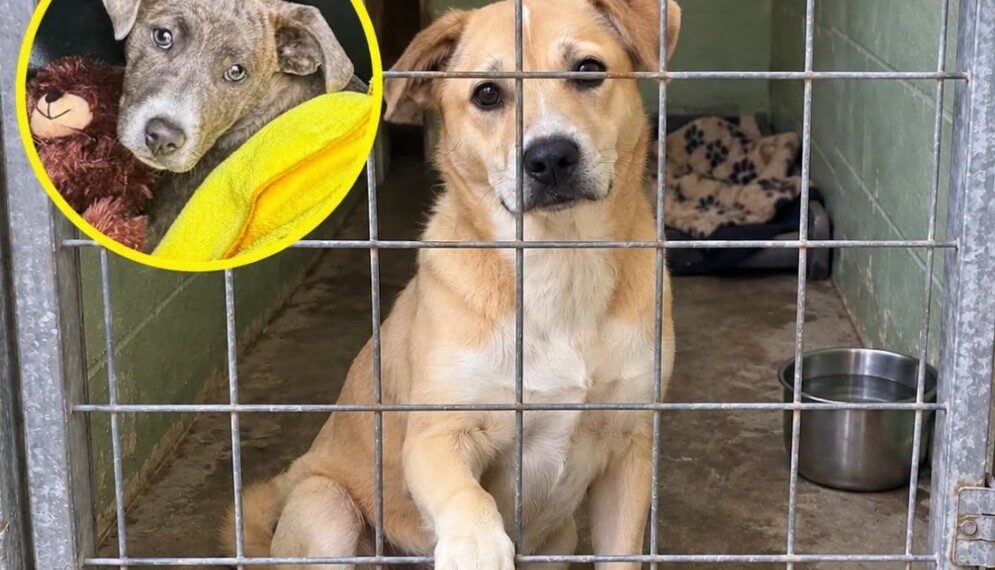 California Offers $5,000 Reward to Help Catch Animal Abusers — and Opens a New FBI Tip Line for Evidence