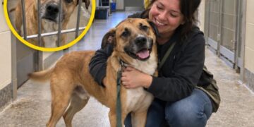 200 Animal Shelters Are Waiving Adoption Fees This October. For Dogs Still Waiting, It Could Mean a Chance to Finally Go Home.