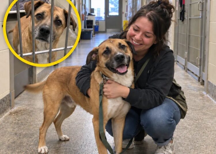 200 Animal Shelters Are Waiving Adoption Fees This October. For Dogs Still Waiting, It Could Mean a Chance to Finally Go Home.