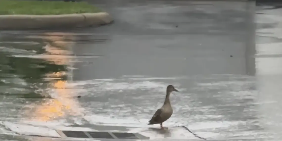 A Mother Duck Wouldn’t Leave a Storm Drain. Then a Couple Heard the Tiny Cries Coming From Below.