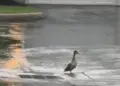 A Mother Duck Wouldn’t Leave a Storm Drain. Then a Couple Heard the Tiny Cries Coming From Below.
