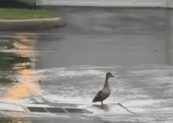 A Mother Duck Wouldn’t Leave a Storm Drain. Then a Couple Heard the Tiny Cries Coming From Below.